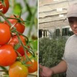Dlaczego pomidory „utknęły” we wzroście: ukryte przyczyny i sposoby rozwiązania
