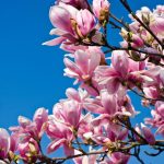 Jak przesadzić drzewo magnolii, aby drzewo na pewno zakorzeniło się