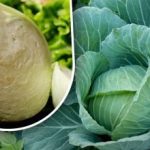 Kapustę można przechowywać przez całą zimę bez strat: metoda dziadka,