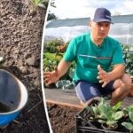 To możliwe: hodowca daczy ujawnił prosty sposób na uprawę wczesnej