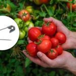 Czerwień 10 dni wcześniej: jak przyspieszyć dojrzewanie pomidorów za pomocą