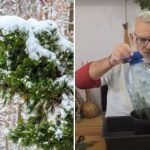 Czy można wyhodować świerk z gałązki: instrukcje krok po kroku
