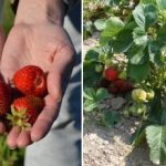 Dlaczego lepiej sadzić truskawki jesienią: określono idealne daty sadzenia