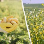 Jakie rośliny cydrowe siać jesienią: 7 roślin do ogrodu warzywnego