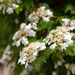 Ogrodnicy wymienili 7 roślin, których nie należy przycinać jesienią