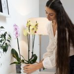 Orchidee zakwitną ponownie: co musisz zrobić teraz?