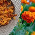 „Szafran dla ubogich”: kiedy zbierać aksamitki, jak je suszyć i