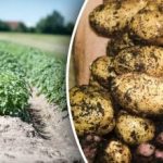 Z pewnością przetrwa do wiosny: które warzywa należy przechowywać obok